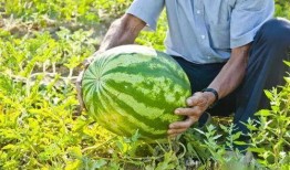 新瓜最新爆料广西视频,揭秘背后惊人真相！”