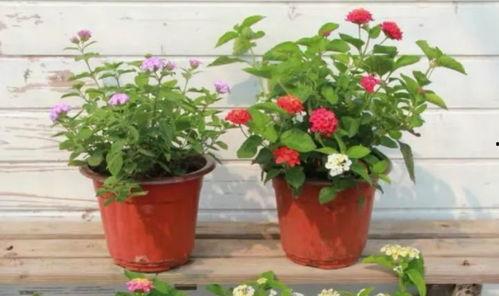 保定超市爆料视频大全最新,揭秘日常购物背后的惊人真相